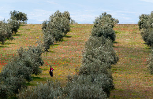 Olive fields near Granada.