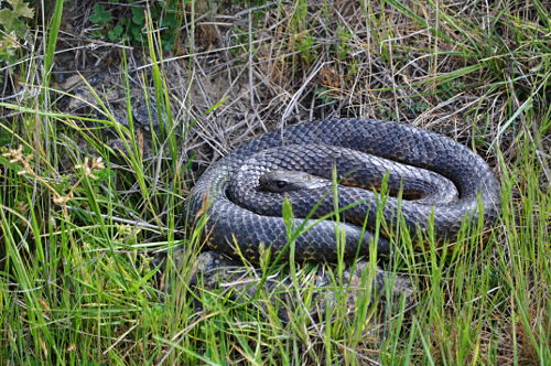 A curled up tiger snake.