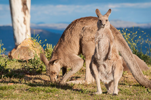 Kangaroos in the late evening sun.