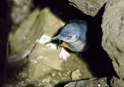 A penguin at St. Kilda beach.