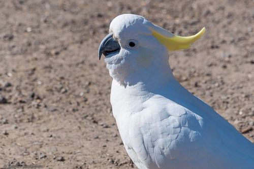 A sulphur-crested cockatoo sits on the ground.