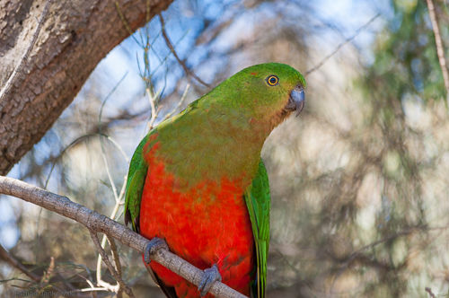 A lorikeet sitting on a tree branch.