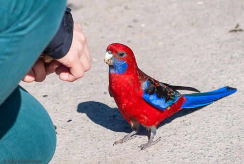 Catalina feeds a rosella.