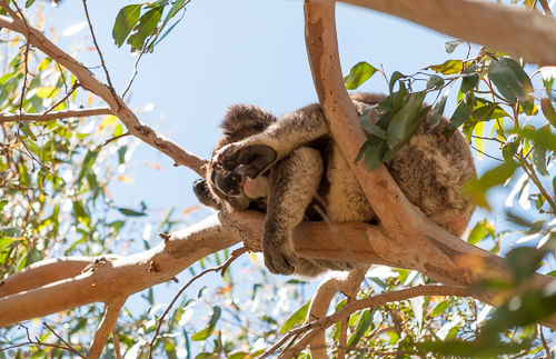 A koala sleeping in a tree.