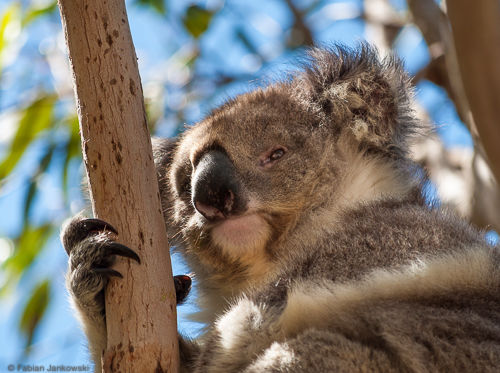 The face of a koala.