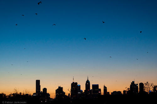 Bats flying in front of the skyline of Melbourne, Australia.