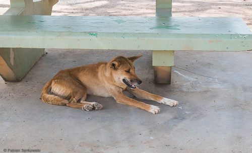 A dingo resting below a bench in the Northern Territory.