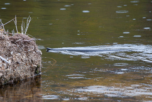 A tiger snake swims in a lake in Tasmania.