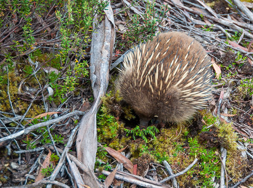 An echidna searches for food.