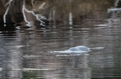 A platypus swimming in a lake in Tasmania.