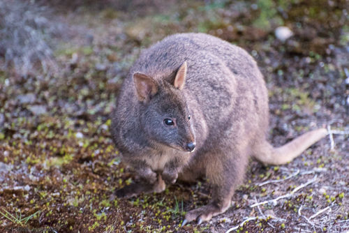 A Tasmanian pademelon shortly after sunset.