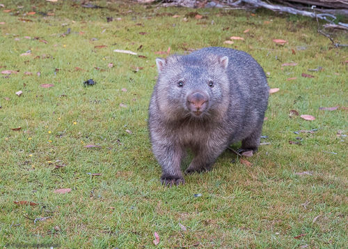 A curious wombat looks at us.