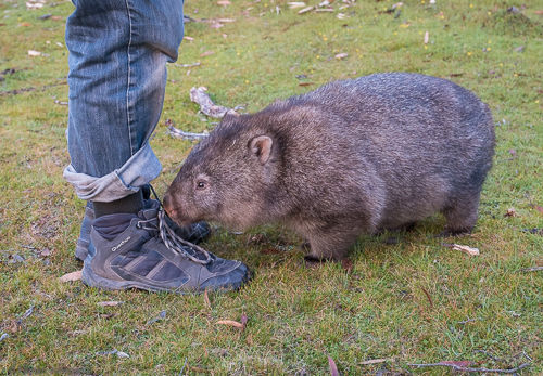 A wombat sniffs Pascal's shoes.