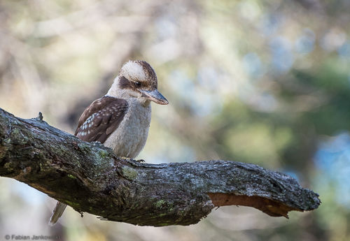 A Kookaburra sitting on a tree branch.