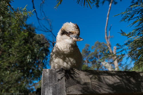 A close-up view of a Kookaburra.