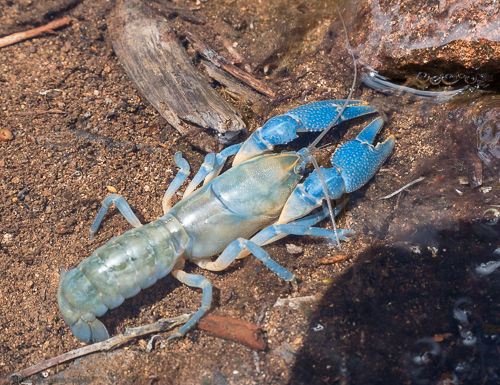 A common yabby sitting in a puddle.