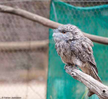 A tawny frogmouth.