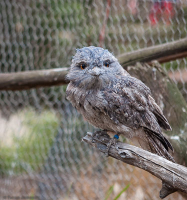 A tawny frogmouth.