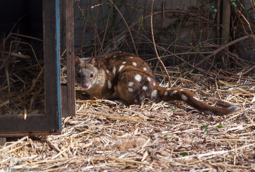 A spotted quoll in a sanctuary.