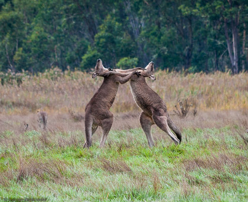 Two kangaroos fighting.