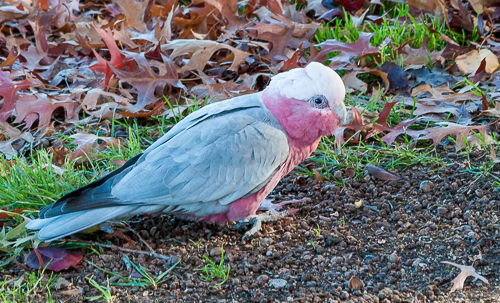 A galah on the ground.