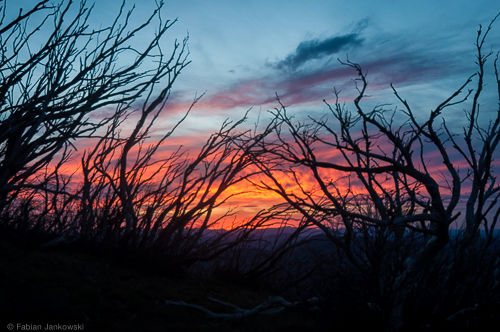 Sunset as seen through the trees in the Victorian high country in Australia.