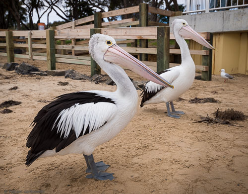 A group of pretty large pelicans was fed on the beach.