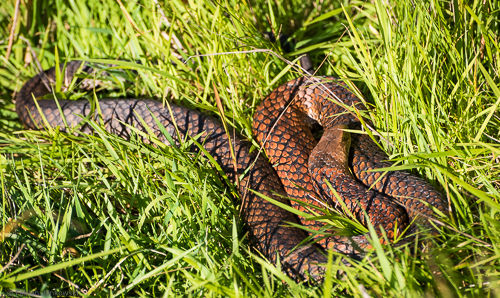A copper head snake basking in the sun near a swamp area.