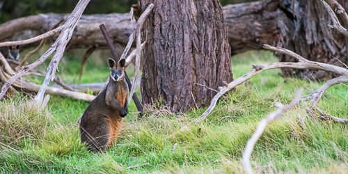 A swamp wallaby sitting in the grass.