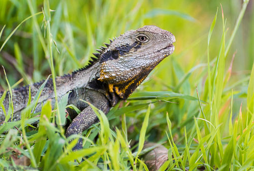 A Gibbsland water dragon sitting next to a river.