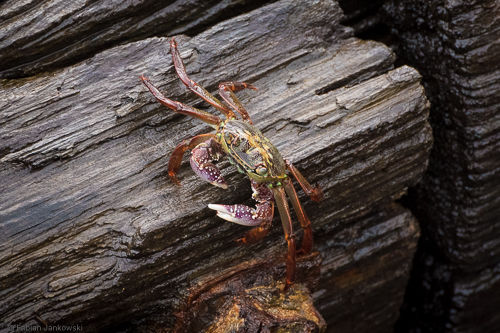 We encountered some crabs on a pier close to the Ocean.