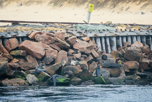 A group of seals rests on rocks close to the Ocean.