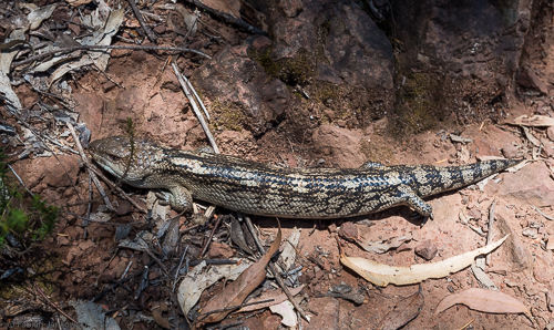 A blue-tongued lizard.