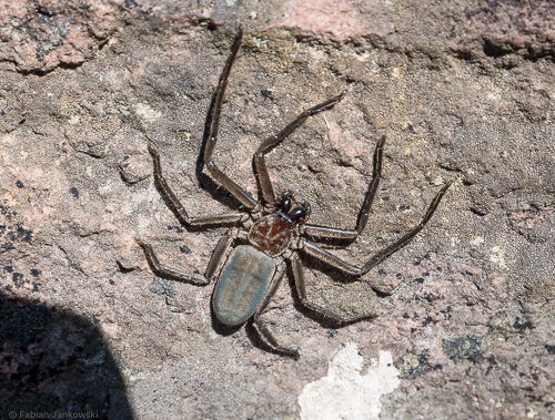 A huntsman spider sitting on a rock.