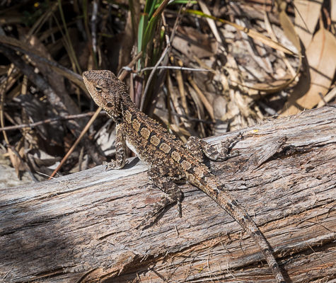 A dragon spotted in Queensland.