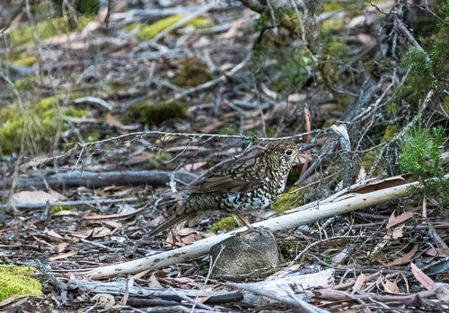 A Bassian thrush seen in the bush in Tasmania.