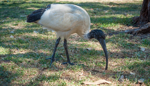 An Australian white ibis seen in Sydney in a park near the city centre.