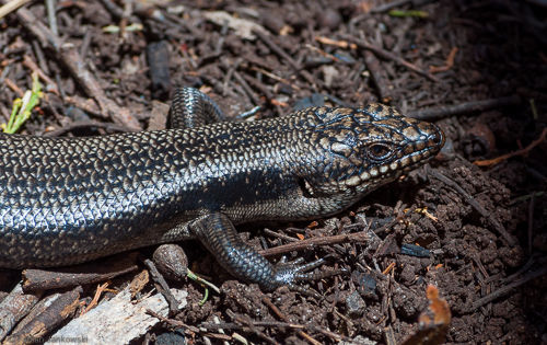 A skink sitting on the ground. These small lizards are numerous throughout Victoria and Tasmania and can be found in most national or state parks.