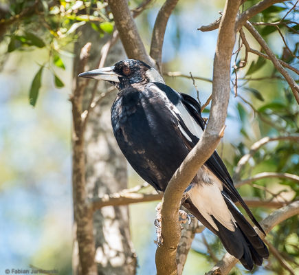 A magpie sitting in a tree.